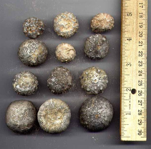Sea Urchin (Genuine) Sample Fossils - dinosaursrocksuperstore