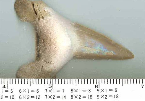 Fossil Shark Teeth - Set of 4 - Lamna Obliqua LARGE - dinosaursrocksuperstore