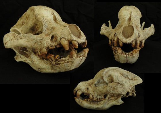 Bone Crushing Dog Skull Replica - dinosaursrocksuperstore