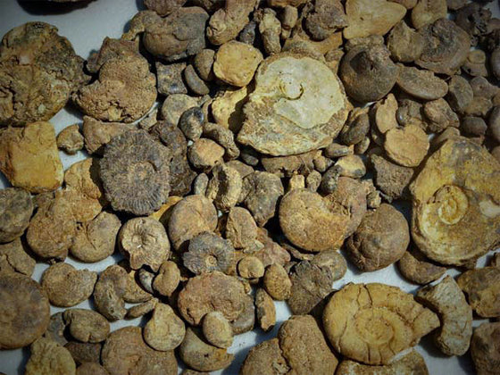 Bulk Fossils AMMONITES - Teacher Sampler - 10 Select Pcs. - dinosaursrocksuperstore