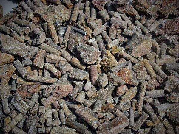 Bulk Fossils CRINOID STEMS - Teacher Sampler - 10 Select Pcs. - dinosaursrocksuperstore