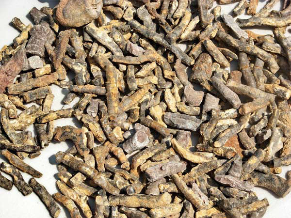 Bulk Fossils - Fossil Coral - Sold By the LB (Pound) - dinosaursrocksuperstore
