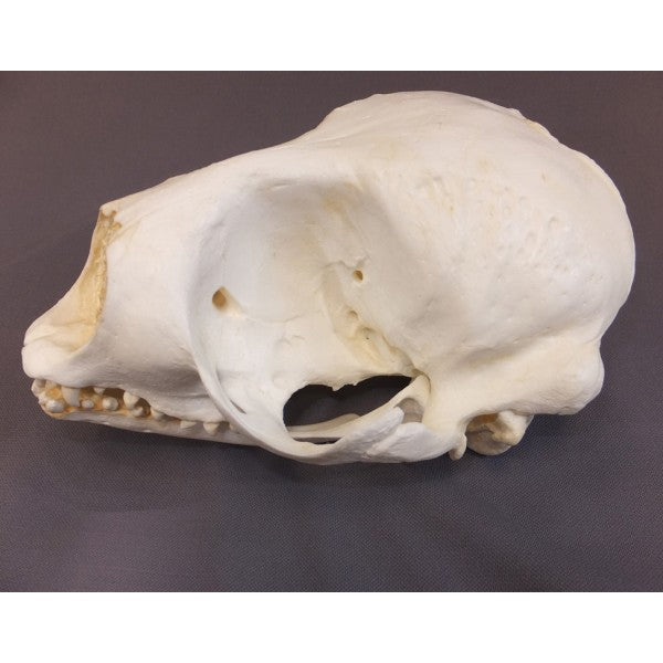 Ribbon Seal Phoca fasciata Skull Replica - dinosaursrocksuperstore