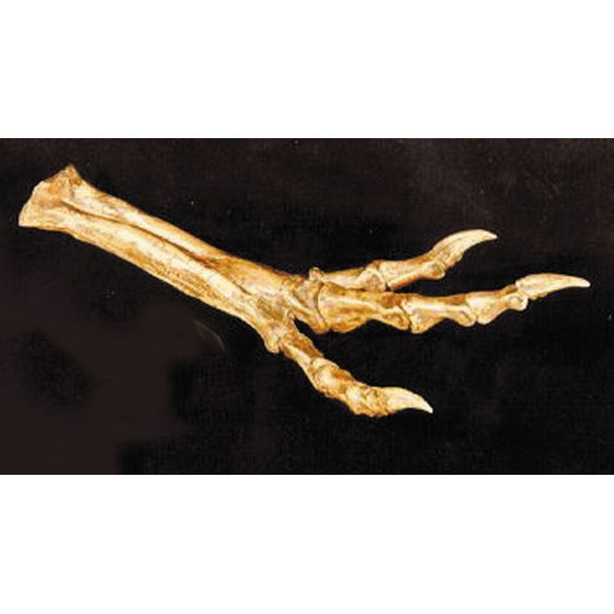 Albertosaurus Foot Replica - dinosaursrocksuperstore