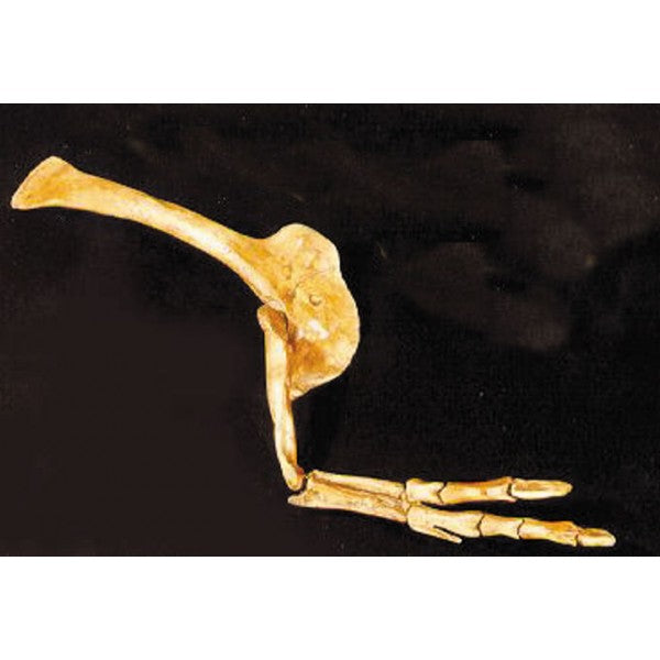 Albertosaurus Complete Arm And Hand Replica - dinosaursrocksuperstore