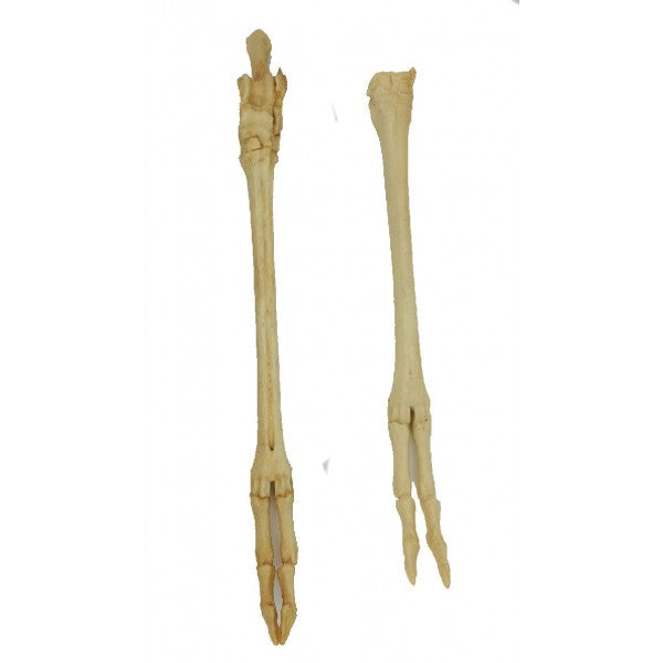 American Pronghorn Front foot - dinosaursrocksuperstore