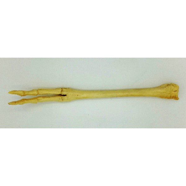 American Pronghorn Front foot - dinosaursrocksuperstore