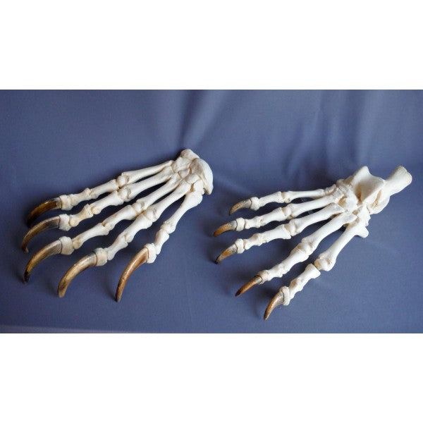 Grizzly Bear Front and Hind Articulated Replica - dinosaursrocksuperstore