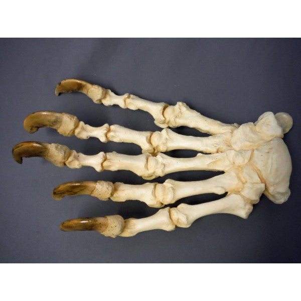 Polar Bear Front Hand Articulated Replica - dinosaursrocksuperstore
