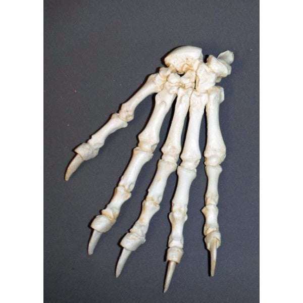Black Bear Left and Right Hand Articulated Replica Pair - dinosaursrocksuperstore