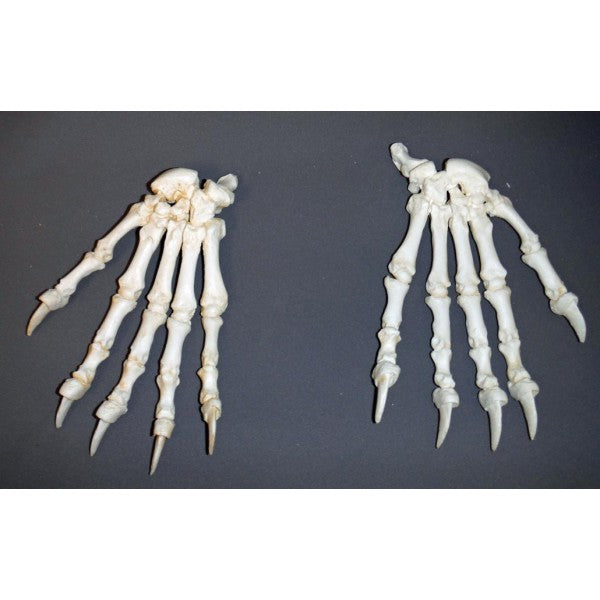 Black Bear Left and Right Hand Articulated Replica Pair - dinosaursrocksuperstore