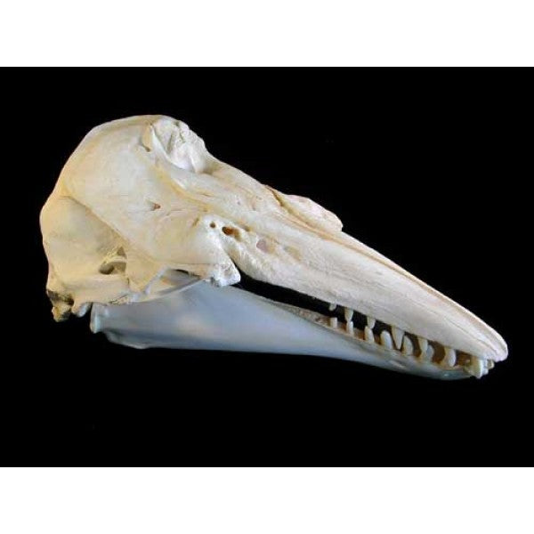 Beluga Whale Skull Replica - dinosaursrocksuperstore
