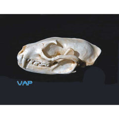Asian Palm Civet Female Skull Replica | DINOSAURS ROCK SUPERSTORE