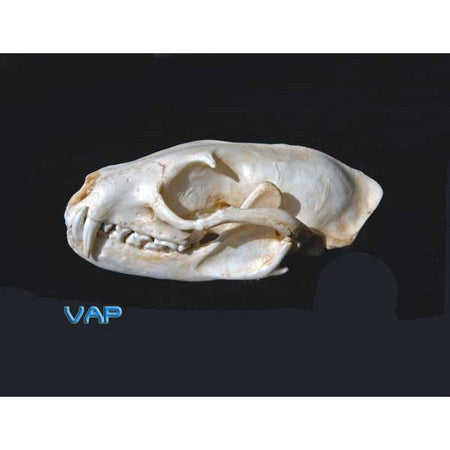 Asian Palm Civet Female Skull Replica