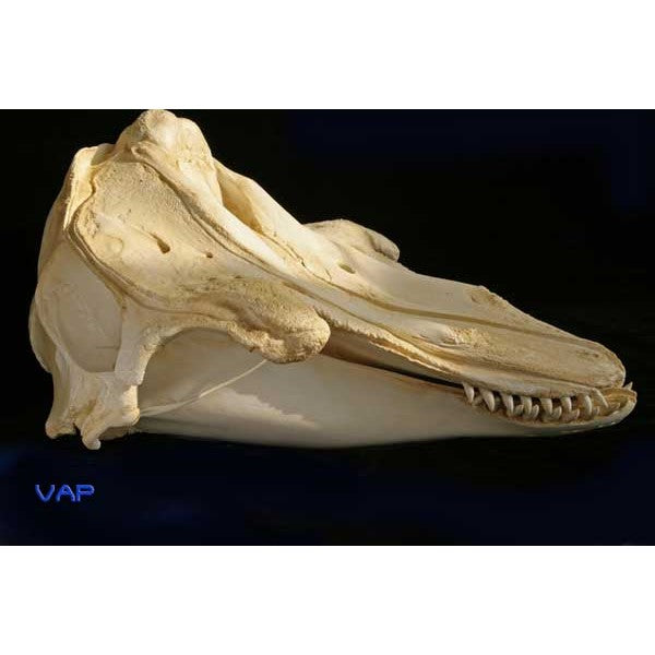 Short-finned Pilot Whale Skull Replica - dinosaursrocksuperstore