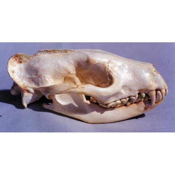 African Civet Male Skull Replica - dinosaursrocksuperstore