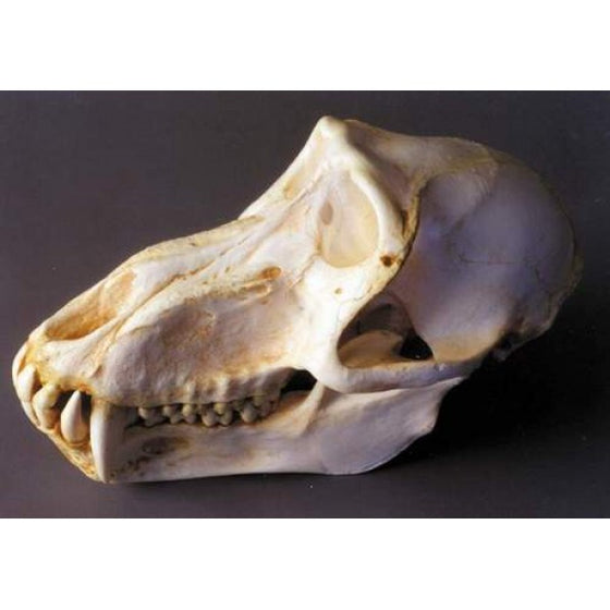 Hamadryas Baboon Skull (Male) - dinosaursrocksuperstore