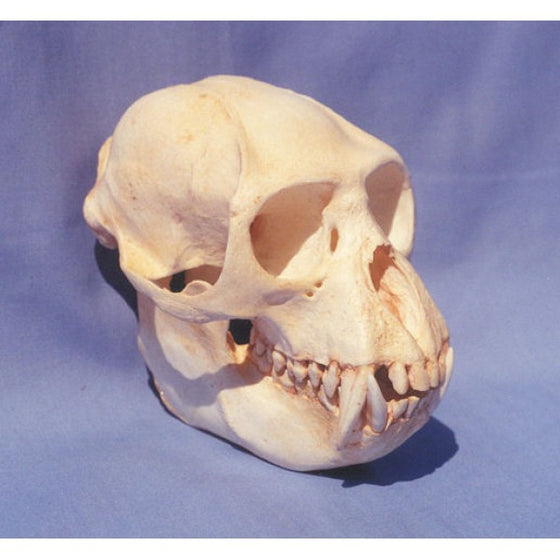 Colobus Monkey Male Skull - dinosaursrocksuperstore