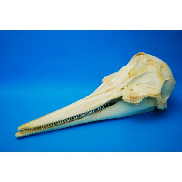 Pantropical Spotted Dolphin Skull - dinosaursrocksuperstore