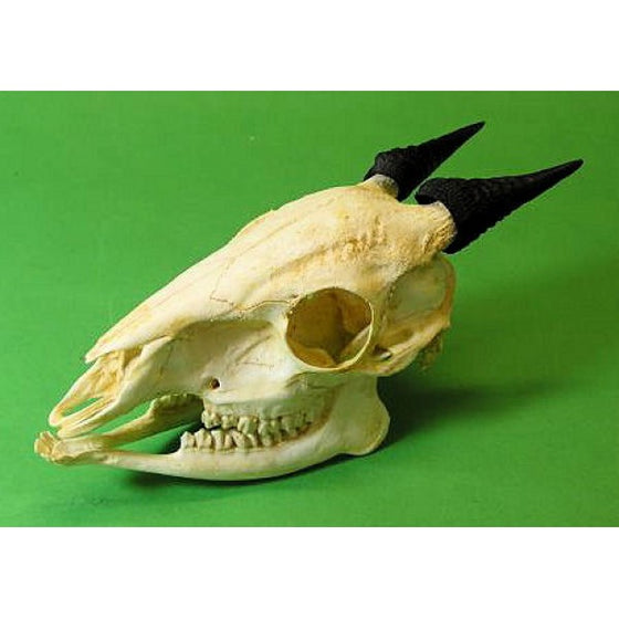 Red Duiker Skull - dinosaursrocksuperstore