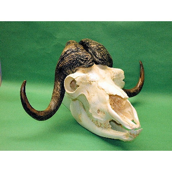 Musk Ox Skull - dinosaursrocksuperstore