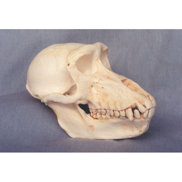 Hamadryas Baboon Skull (Female) - dinosaursrocksuperstore
