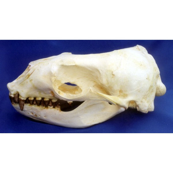 California Sea Lion Zalophus Californiannus Adult Female Skull Replica - dinosaursrocksuperstore