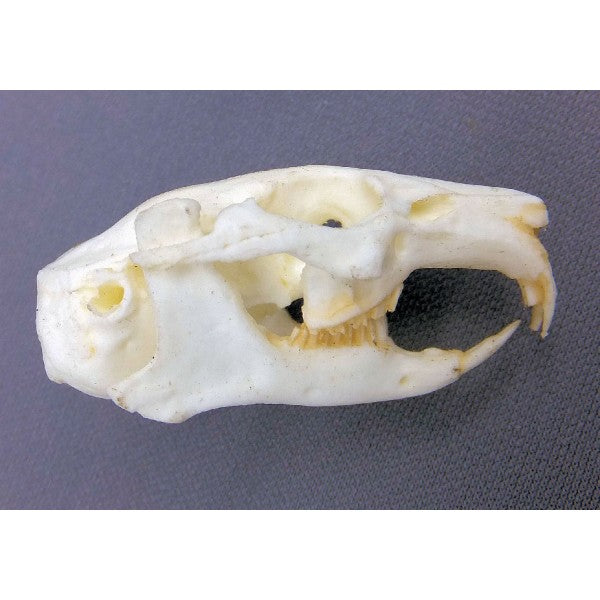 American Pika Skull Replica - dinosaursrocksuperstore