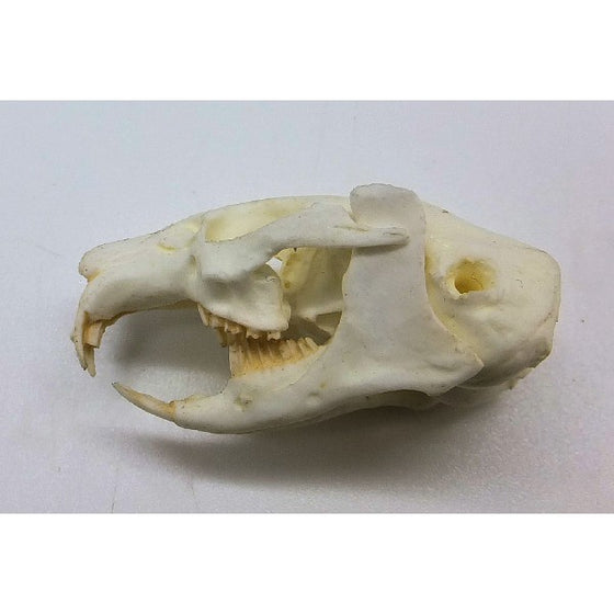 American Pika Skull Replica - dinosaursrocksuperstore