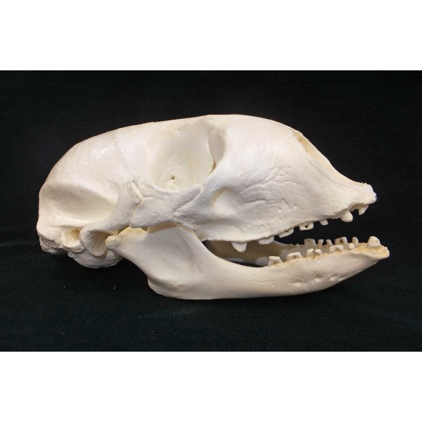 Bearded Seal Skull Replica - dinosaursrocksuperstore