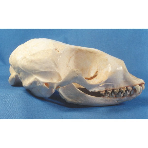 Baikal Seal Skull Replica - dinosaursrocksuperstore