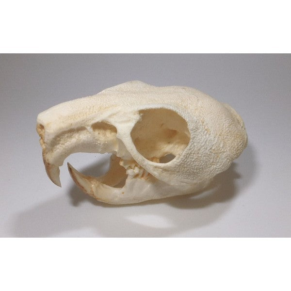 Maned Crested Rat Skull - dinosaursrocksuperstore