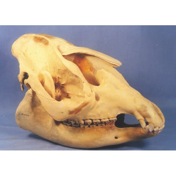 Baird's Tapir Skull - dinosaursrocksuperstore