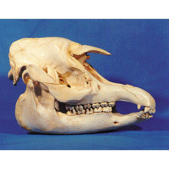 Malayan Tapir Skull - dinosaursrocksuperstore