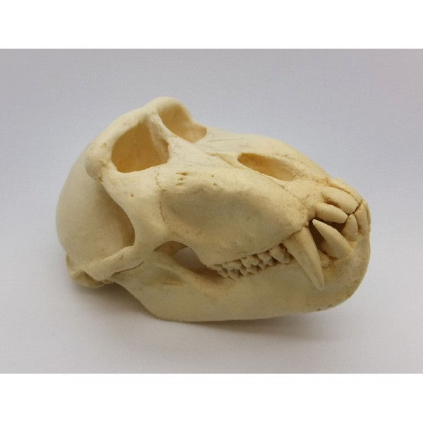 Celebes Macaque Monkey Male Skull - dinosaursrocksuperstore