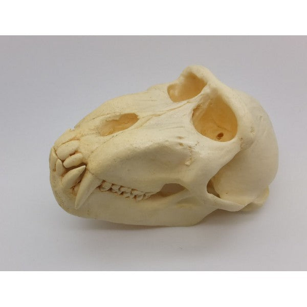 Celebes Macaque Monkey Male Skull - dinosaursrocksuperstore