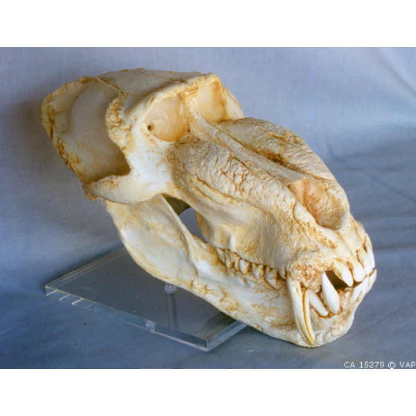 Mandrill Baboon Skull (Male) - dinosaursrocksuperstore