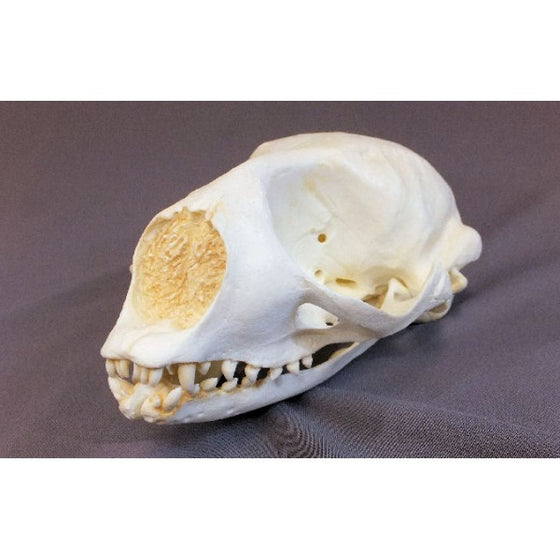 Ribbon Seal Phoca fasciata Skull Replica - dinosaursrocksuperstore