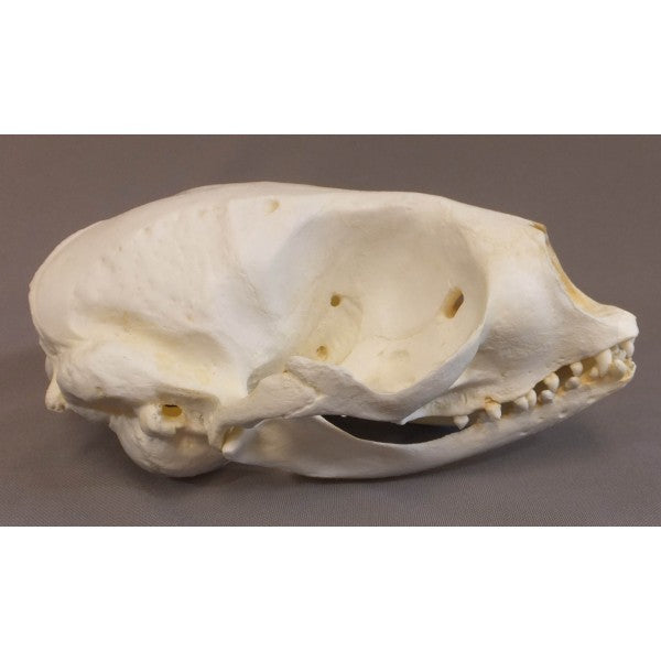 Ribbon Seal Phoca fasciata Skull Replica - dinosaursrocksuperstore