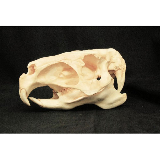 Capybara Skull - dinosaursrocksuperstore