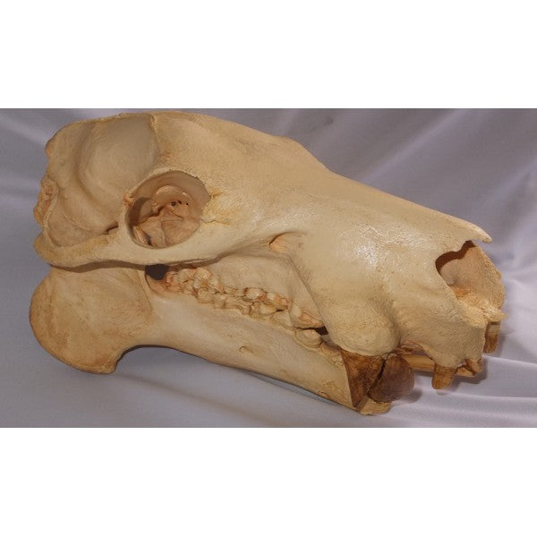 Pygmy Hippopotamus Female Skull - dinosaursrocksuperstore