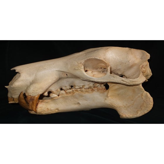 Pygmy Hippopotamus Female Skull - dinosaursrocksuperstore
