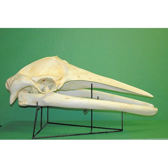 Minke Whale Skull Replica - dinosaursrocksuperstore
