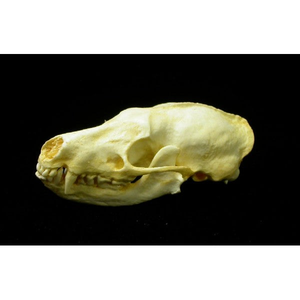 Stink Badger Skull Replica - dinosaursrocksuperstore