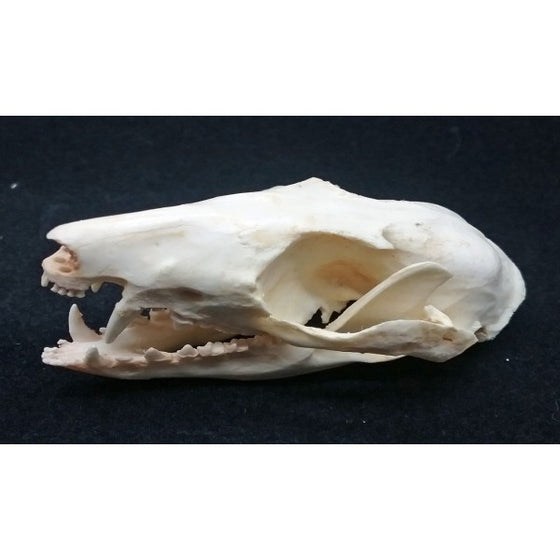 Woolly Opossum Skull - dinosaursrocksuperstore