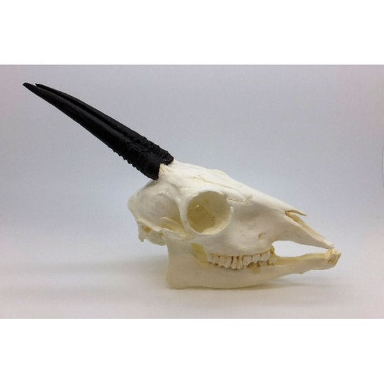 Common Duiker Skull Replica - dinosaursrocksuperstore