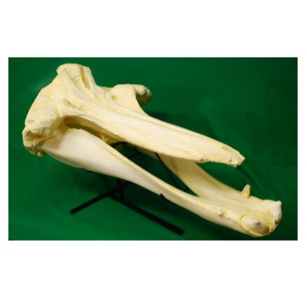 Baird's Beaked Whale Male Skull Replica - dinosaursrocksuperstore