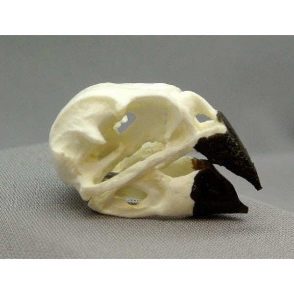 Ground Finch Male Skull - dinosaursrocksuperstore