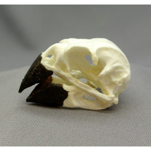 Ground Finch Male Skull - dinosaursrocksuperstore