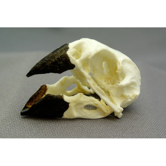 Ground Finch Male Skull - dinosaursrocksuperstore